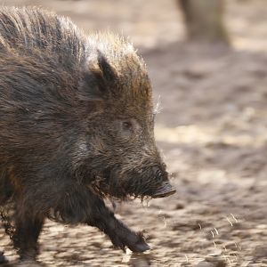 Wild boar (Sus scrofa)