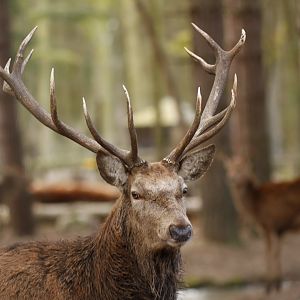 Red deer (Cervus elaphus)