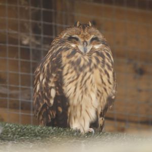 Short-eared Owl (Asio flammeus)