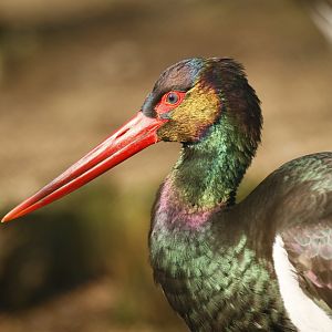 Black stork (Ciconia nigra)