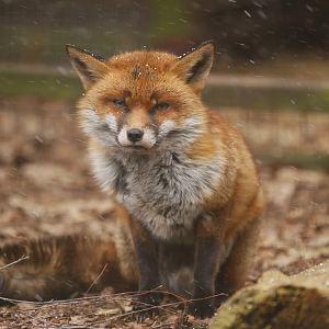 REed fox (Vulpes vulpes)