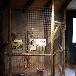 Enclosure Northern White-faced owl