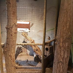 Enclosure Burrowing owl