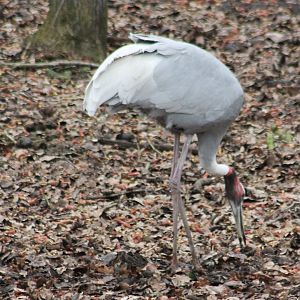 Sarus crane