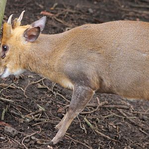 Muntjac