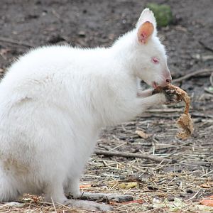 Albino Wallaby