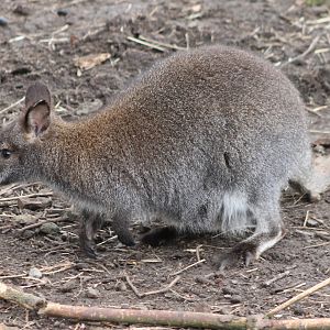 Red-necked wallaby
