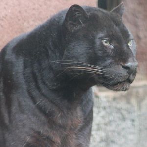 Big cat ID