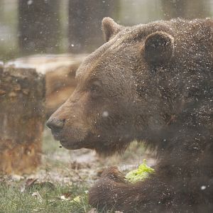 Brown bears just up from hibernation