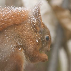 Red squirrel (Sciurus vulgaris)