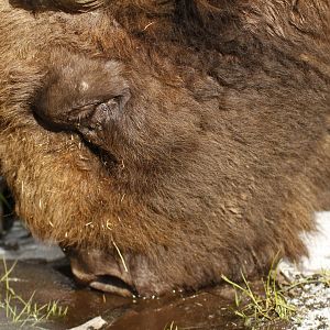 Wisent (Bison bonasus)