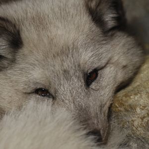 Arctic fox (Vulpes lagopus)