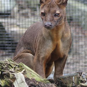 Fossa