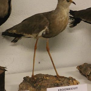 Bird-museum - Crowned lapwing