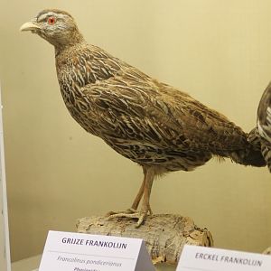 Bird-museum - Grey francolin