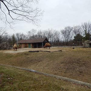 2/24/2018 - Bactrian Camel Paddock
