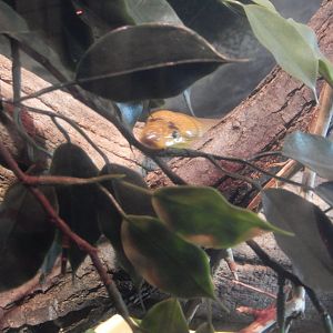 2/24/2018 - Peek-a-Boo!