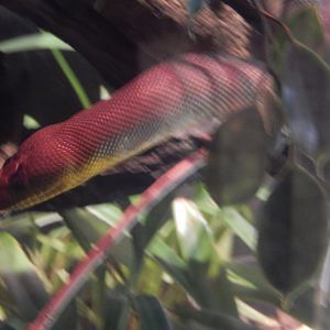 2/24/2018 - Woma on the Move