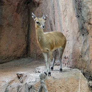 2/24/2018 - Klipspringer