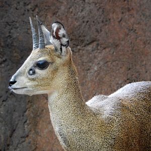 2/24/2018 - Klipspringer Close-Up