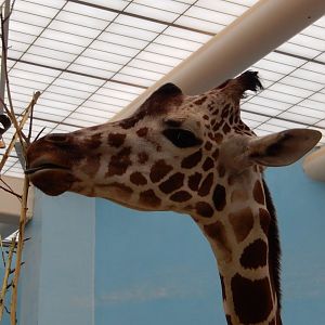 2/24/2018 - Giraffe (Forgot Who This Was)