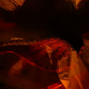 2/24/2018 - Pangolin