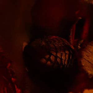 2/24/2018 - Pangolin