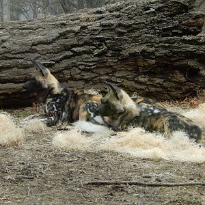 2/24/2018 - African Wild Dogs