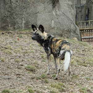 2/24/2018 - African Wild Dog