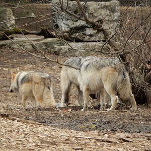 2/24/2018 - Digging a Burrow?