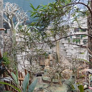 2/24/2018 - Tropic World - South American Room