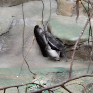 2/24/2018 - Giant Anteater