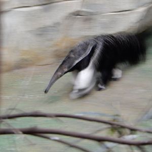 2/24/2018 - Panning Anteater