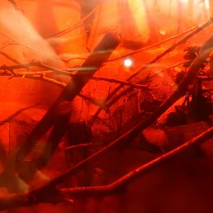 2/24/2018 - Loris Exhibit