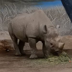 2/24/2018 - Black Rhino