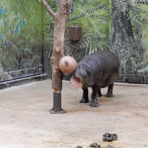 2/24/2018 - Pygmy Hippo Tether Ball