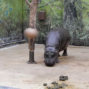 2/24/2018 - Pygmy Hippo