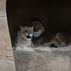 2/24/2018 - In The Lion's Den