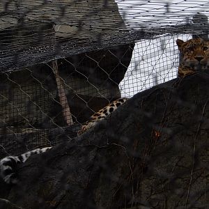 2/24/2018 - Amur Leopard