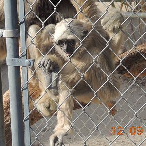 Pileated Gibbon (8)