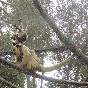 Howler Monkey Baby (3)
