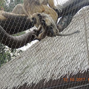 Howler Monkey (2)