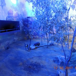 Hairy Nosed Wombat (2)