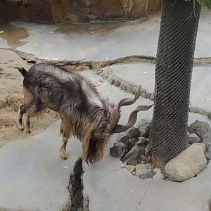 Markhor (5)