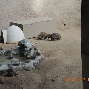 Short Nosed Echidna (4)