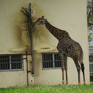 Giraffe