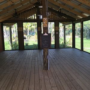 African Painted Dog Exhibit Viewing