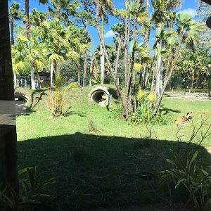 African Painted Dog Exhibit