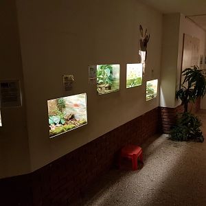 Cellar - Amphibian-enclosures