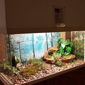 Enclosure Oriental fire-bellied toad